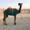mohamed.alathba