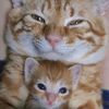 flycatsiss