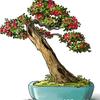 art.of.bonsai.dz