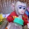 monkey.monk2