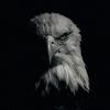 eagle_157