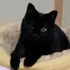 nekoko3231009