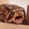cozyaraya