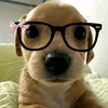 star_g4i