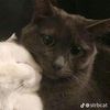 themuffinman._yes