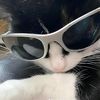 its_catt17