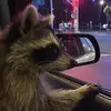 the_racoon_stinker