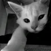 _cim.ngaan_.o