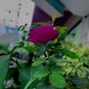 mzubair2864