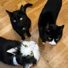 CuteCat