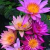 dinusha7413