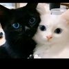 shafachaudhary8