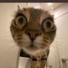 www.tiktok.comgg51