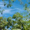 kegabutancoco
