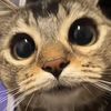 cat.cat.cat01