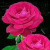 rittk.sarkar