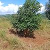 khunphyu98