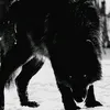 Wolf King