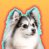aurorapomskylove