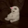 chiiibaal
