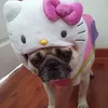 helocutephomai