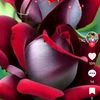 anusha10955