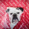 lulu_the_bulldog._