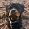 luna_the_rottie24