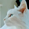 _pollon_