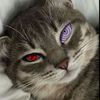 eilsadeth