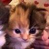 katteyes_vigevani1