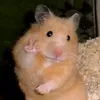 koko12312352