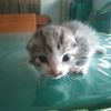 ibu.saputra4