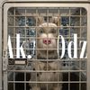 ak.pr0dz