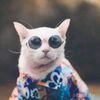 bozz kitty