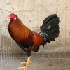 hauduyen7667
