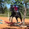 equestrianrepostsandhitz