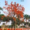 ayatchowdhury08