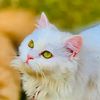 muhamad.tahir185