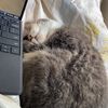 mooandmilliethetabbies