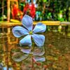 malaysia.pobasir6