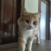 juna.aj48