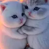 norman.marwa