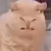 soicai_c