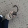 tareeq_elhouda