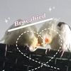 brocabird