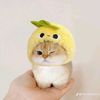 cute_cat533