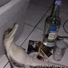 repostahlesfou