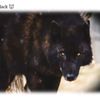 wolf.king84