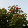 phuongha55759